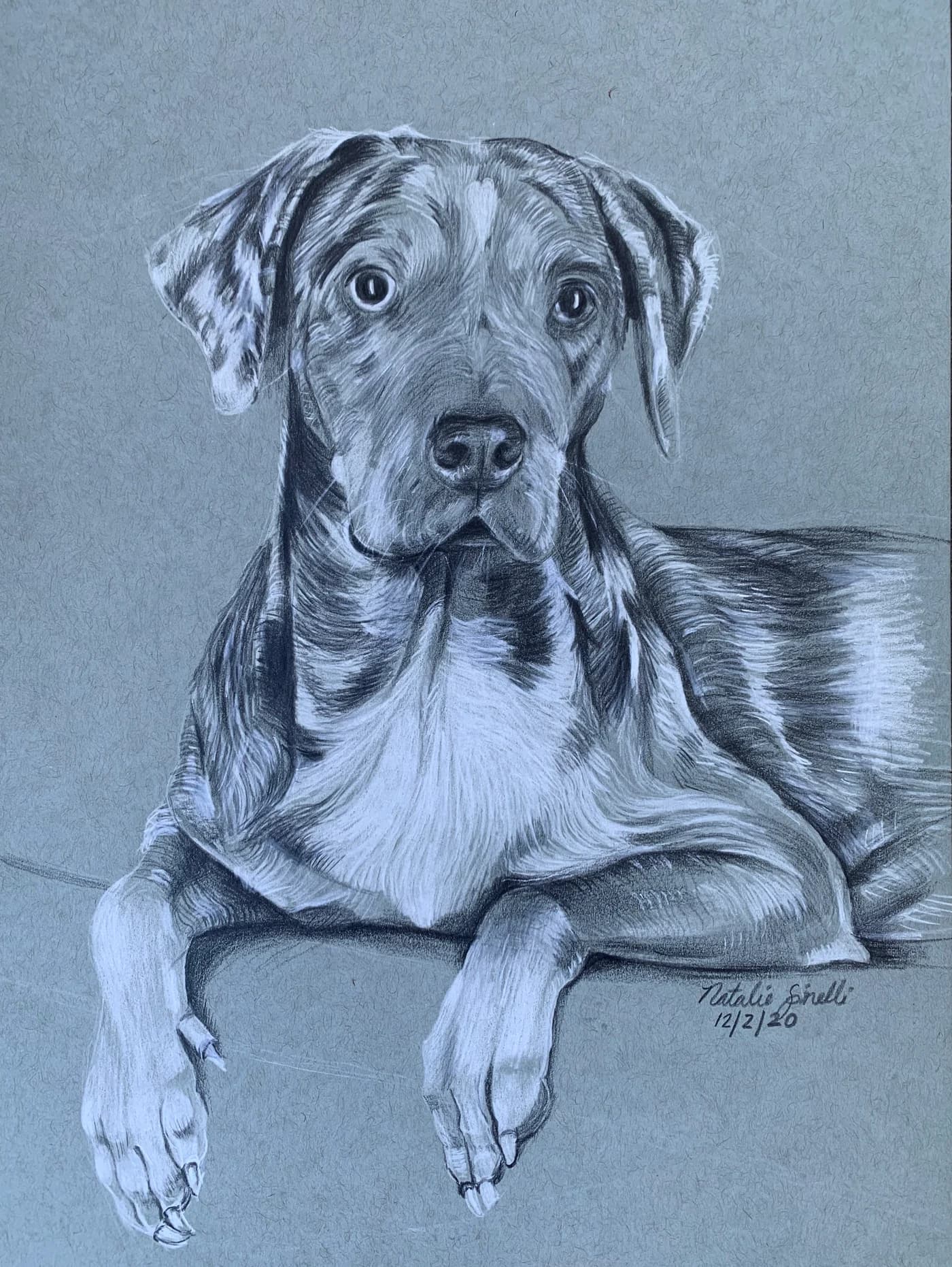 Roux — graphite pet portrait by Natalie Spinelli, two dogs resting together