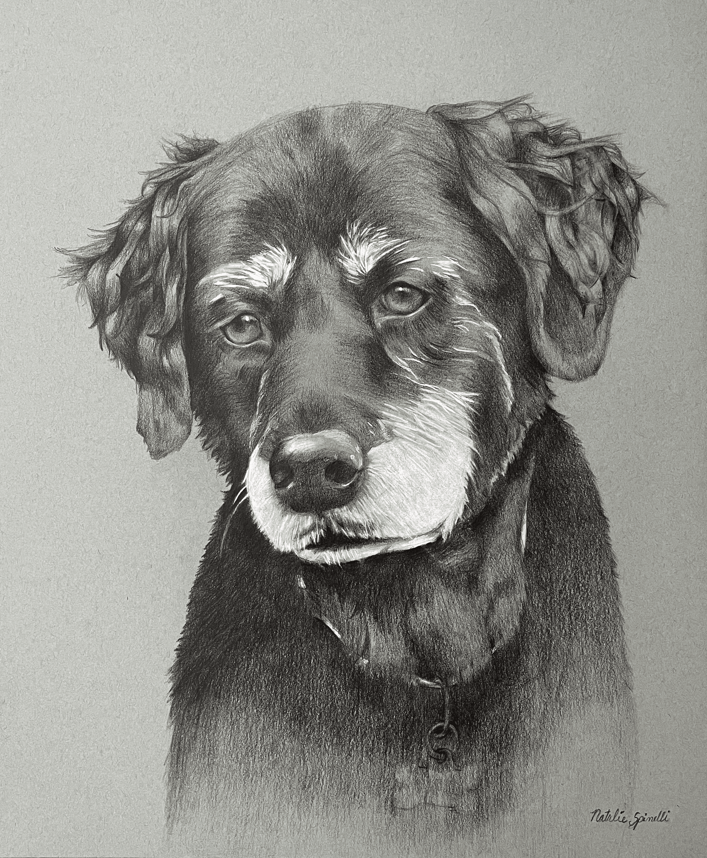 Dog Portrait — graphite drawing by Natalie Spinelli