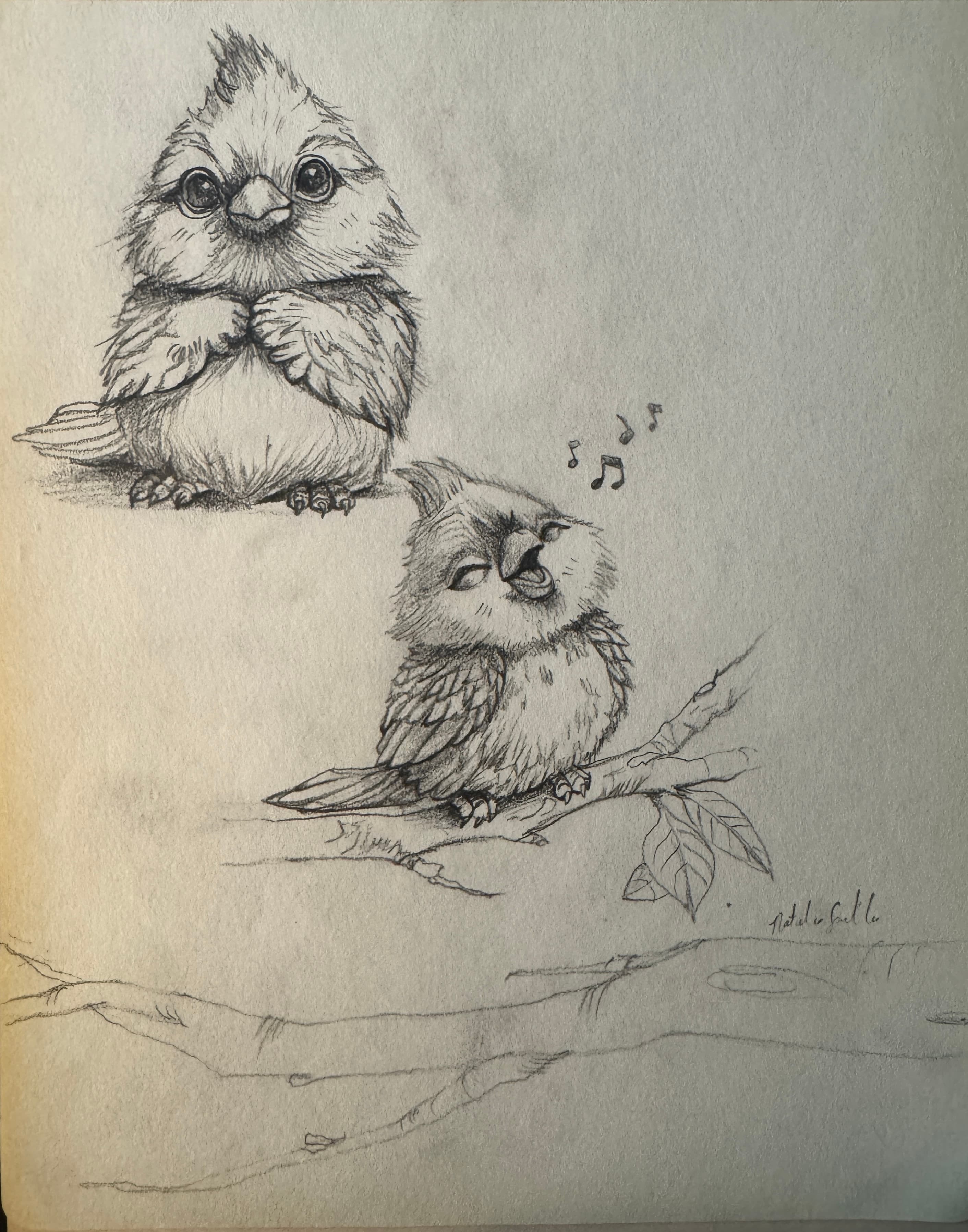 Cardinal Character Study — graphite sketch by Natalie Spinelli