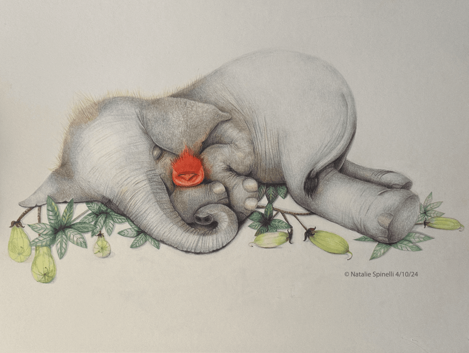 Elephant & Bird Study — colored pencil drawing by Natalie Spinelli